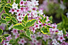 Prakttry blommar i juni–juli. Sorten ’Nana Variegata’ får massor av rosa blommor och har vackra blad med ljusa kanter.