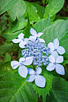 Den vackra purpurhortensian blommar från juli till september. Beskärningstid är sensommar.