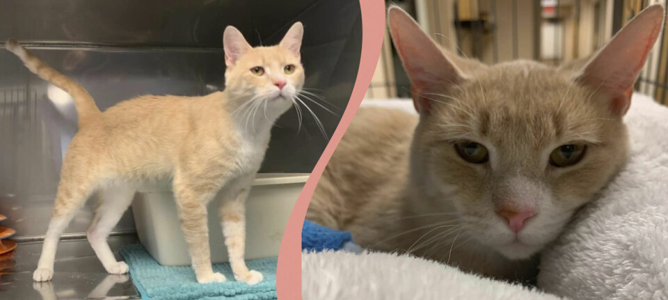 Katten Bruno lämnades tillbaka till katthemmet – ville gosa för mycket