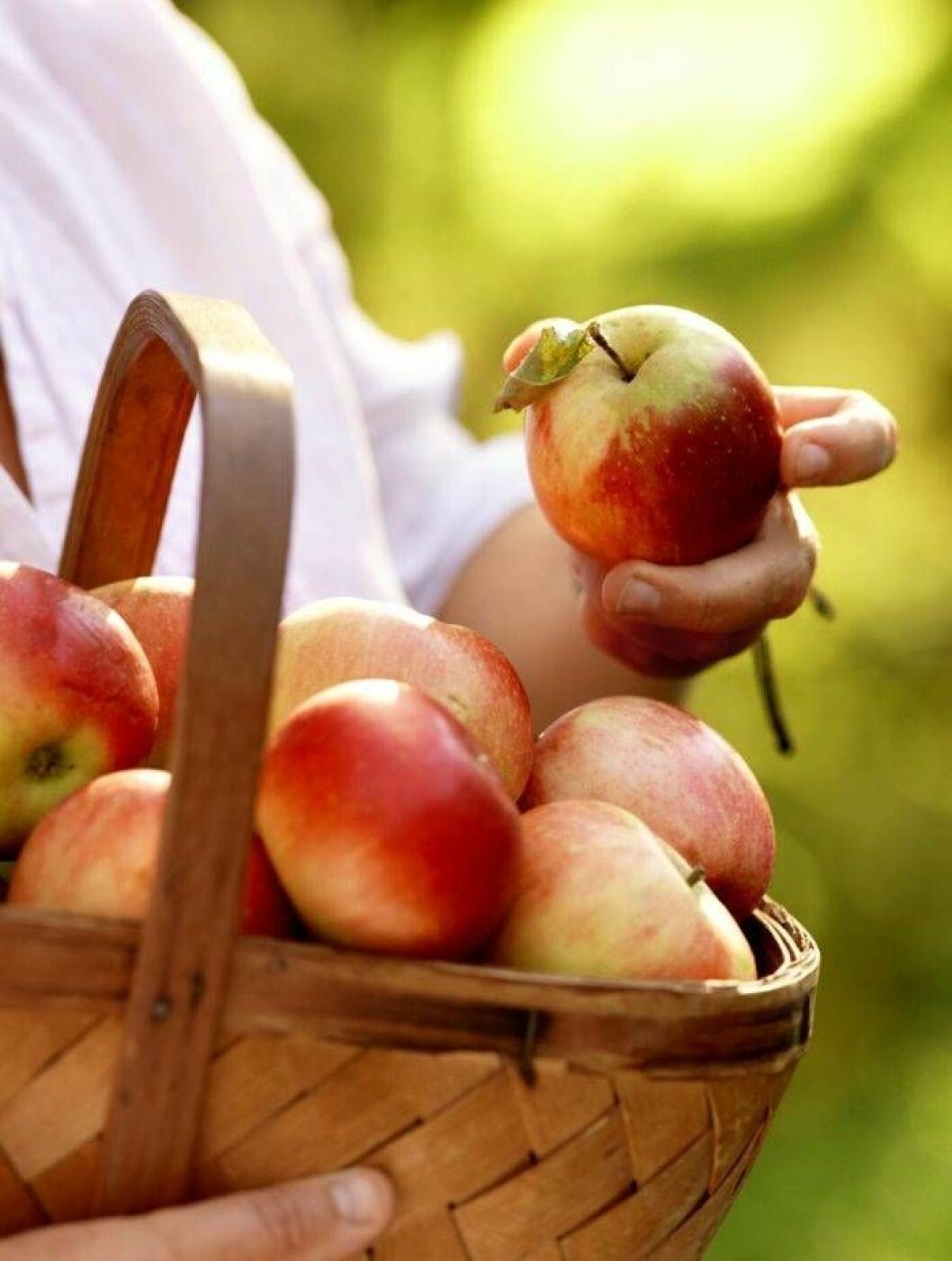 Ett äpple om dagen… Foto: IBL/Shutterstock En korg med äpplen.