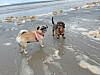 ”Voff”, Peps fick en ny brittisk hundkompis på stranden.