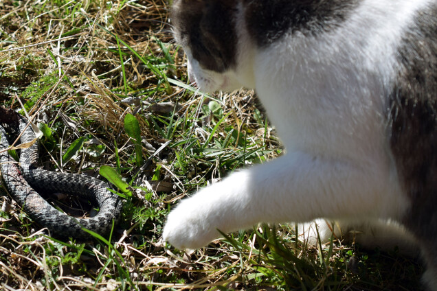 Det kan vara svårt att veta om din katt blivit ormbiten, eftersom den rör sig utomhus ensam. Det kan vara svårt att veta om din katt blivit ormbiten, eftersom den rör sig utomhus ensam.
