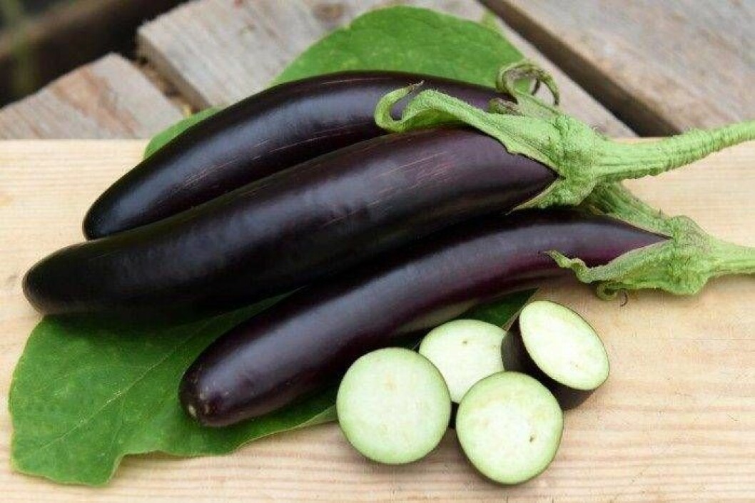 Purpursvarta, 20 cm långa frukter som tar moussakan till nya höjder! Foto: IBL/Shutterstock Underbara, purpursvarta, aubergine.