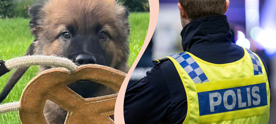 Sötchock: Hundvalpen Limpan är polisens nyaste (och yngsta) kollega