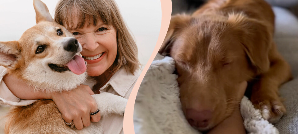 Är din hund lycklig? Här är 5 vanliga beteenden hos friska vovvar