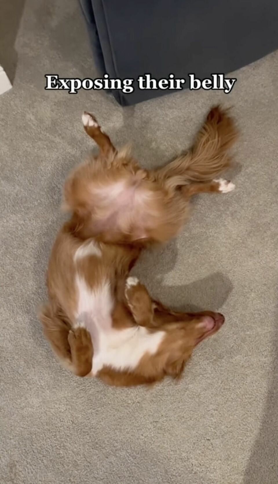 En glad och trygg hund har inga problem att blotta magen för sina människor. En glad och trygg hund har inga problem att blotta magen för sina människor.