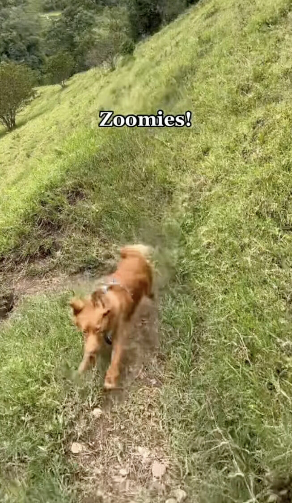 Hundar med zoomies är svåra att fånga på bild. Hundar med zoomies är svåra att fånga på bild.