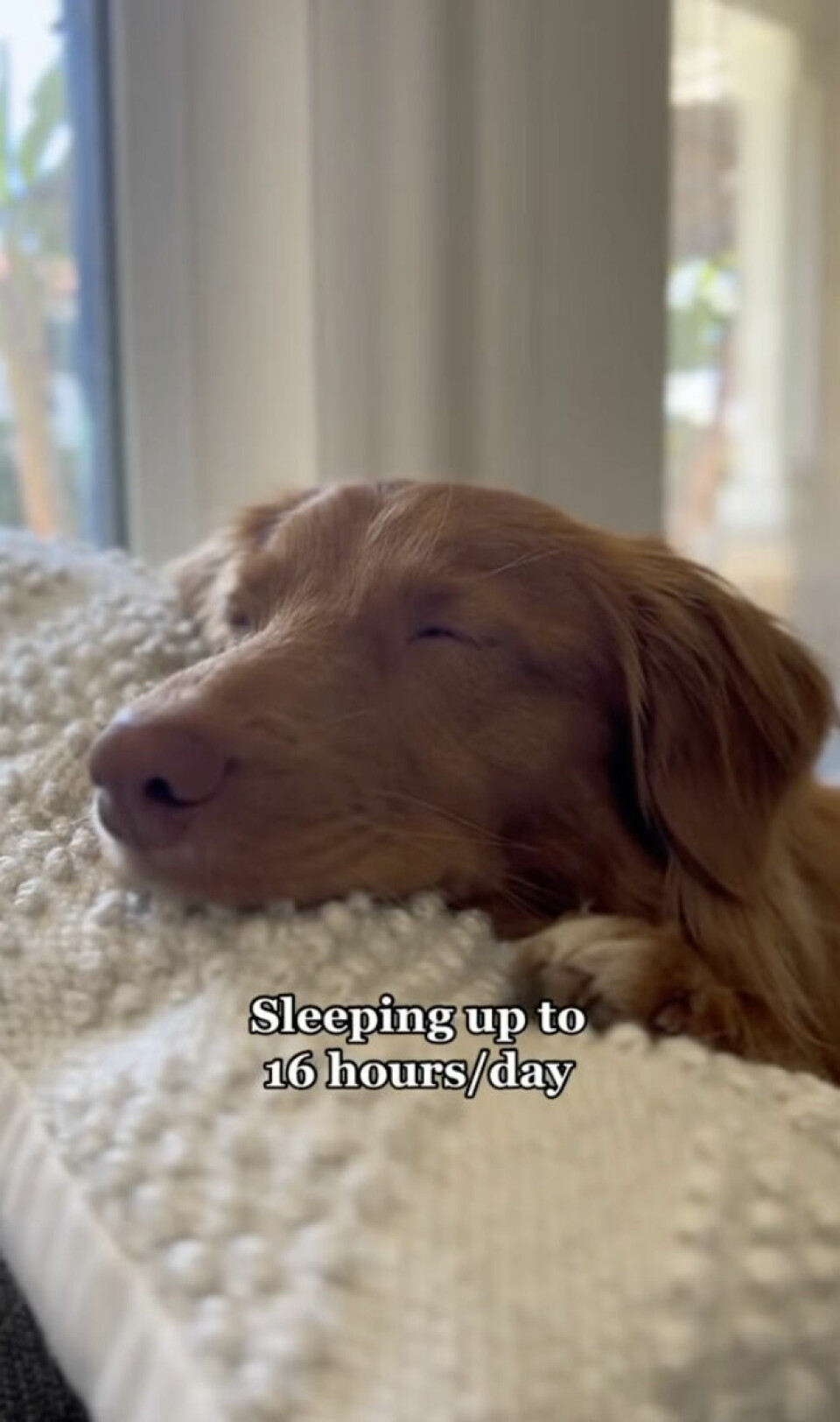 Vuxna hundar ska sova mycket. För lite sömn kan vara tecken på att hunden är stressad. Vuxna hundar ska sova mycket. För lite sömn kan vara tecken på att hunden är stressad.
