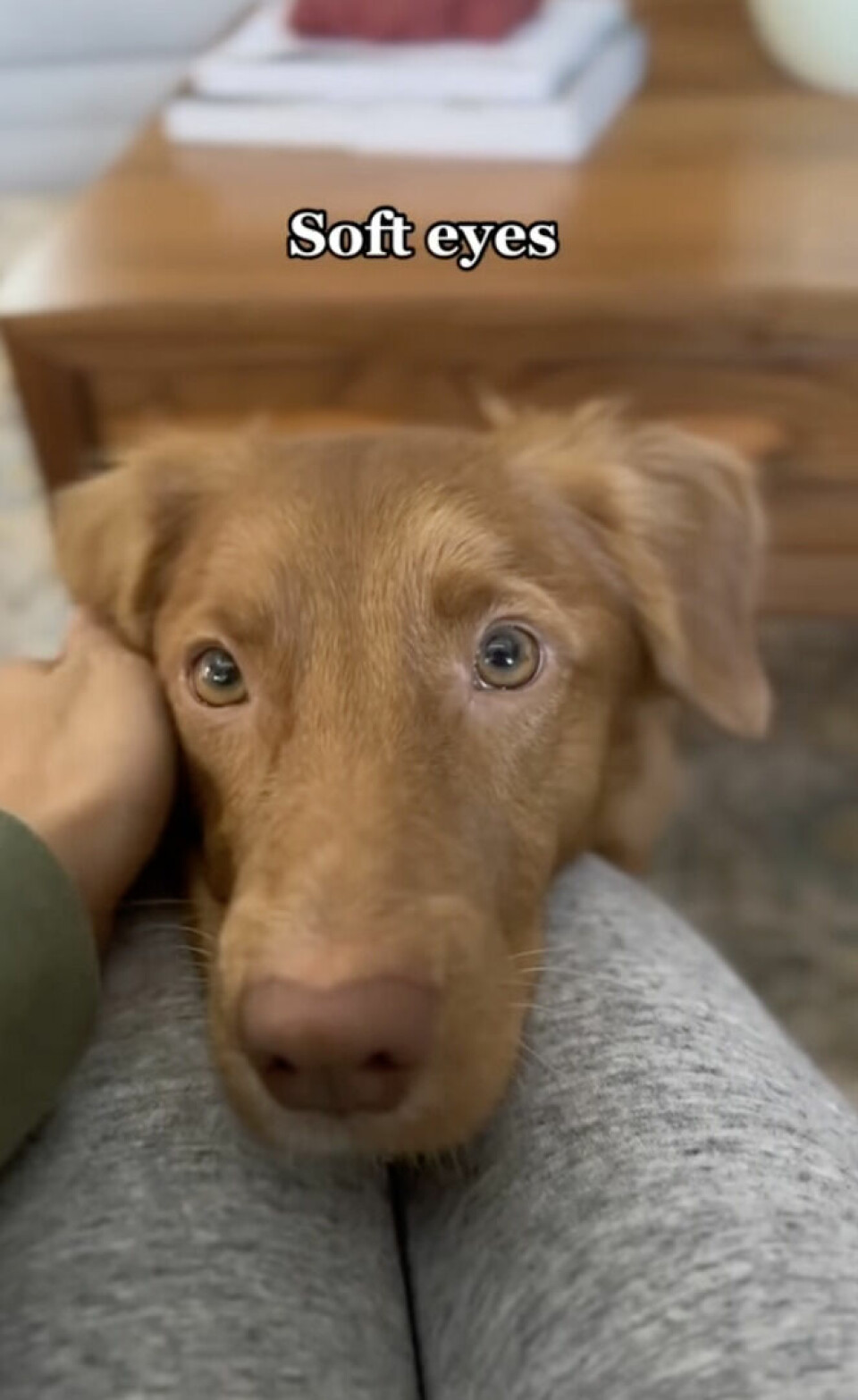 ”Puppy eyes” kan vara svåra att motstå. ”Puppy eyes” kan vara svåra att motstå.