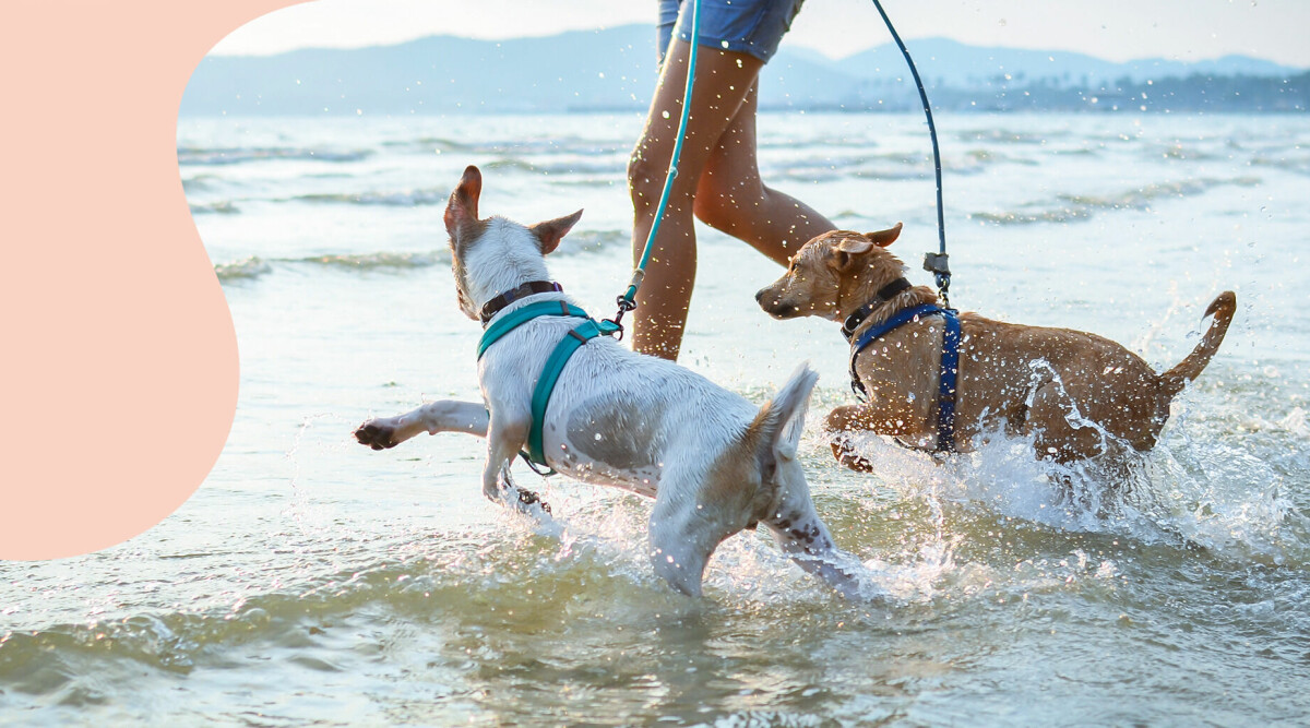 Simträna hunden! Stor guide till att bada med hund