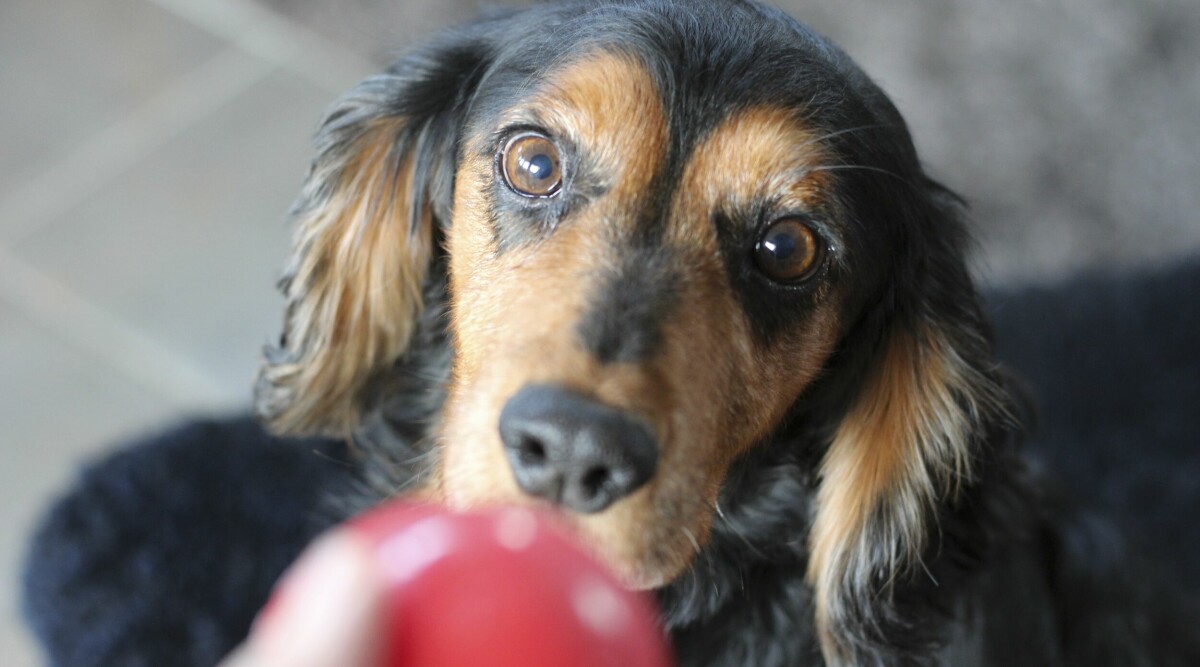 Misstänker du vägglöss? Hunden Bessie kan hitta dem!