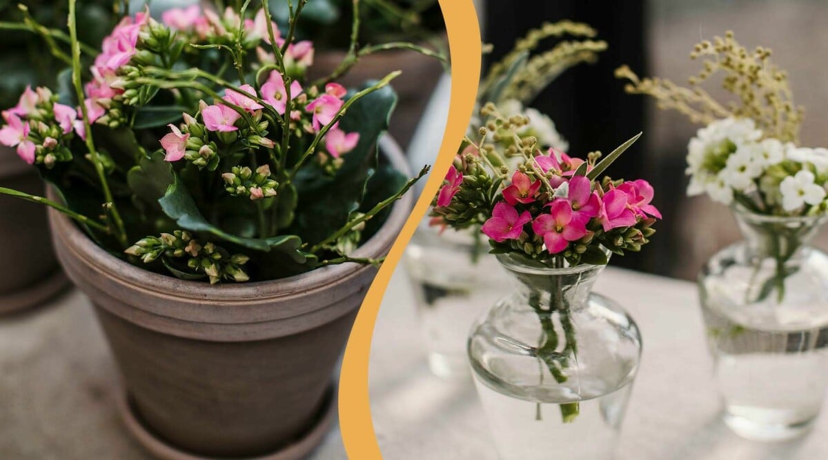 Dekorera dina krukväxter med mossa och sten – inspireras här