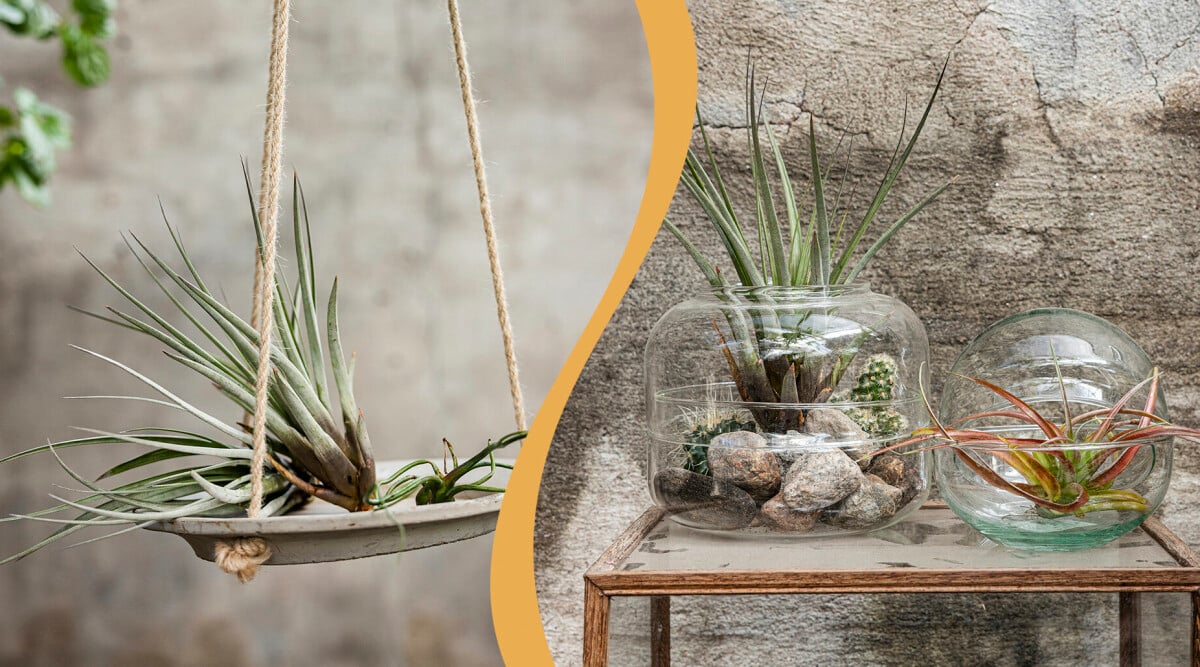 Inred med luftplantor – allt du vill veta om air plants