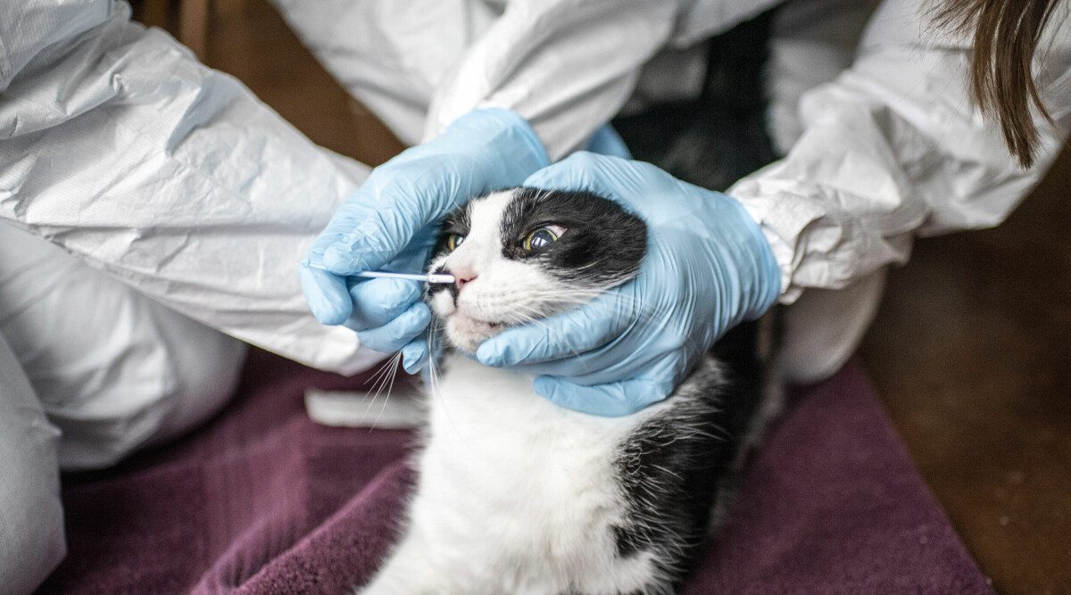 Kattsnuva: Så kan du skydda och ta hand om din pälskling i förkylningstider