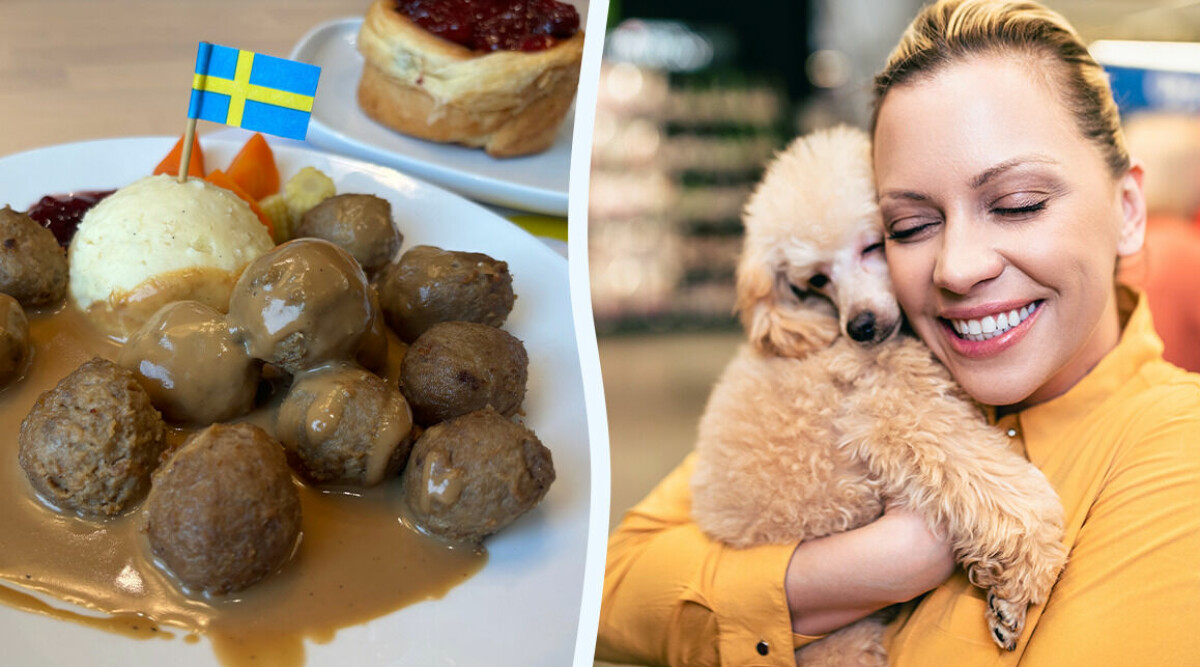 Mat din hund kan äta – men helst inte borde