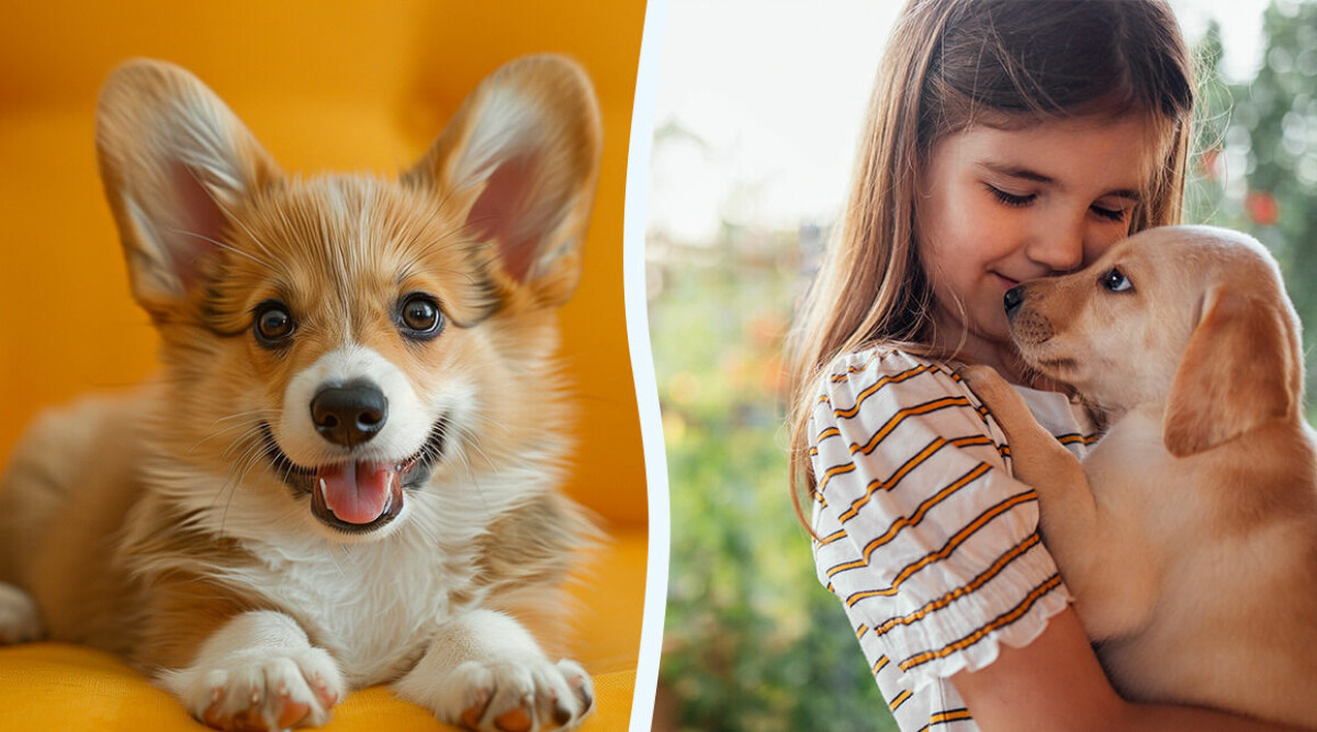 Vilka hundnamn trendar 2024? Här är hela topp 100-listan!