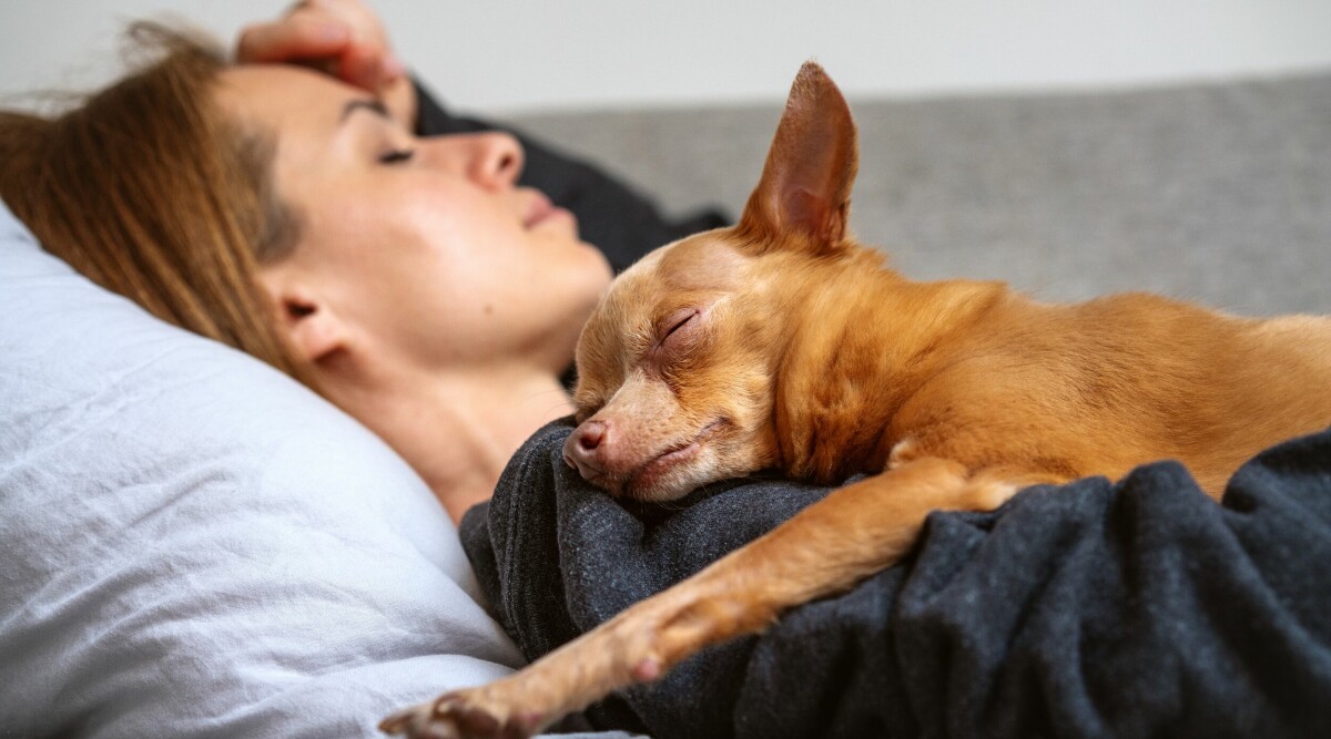 Psykologens nya upptäckt: Det här drömmer din hund om