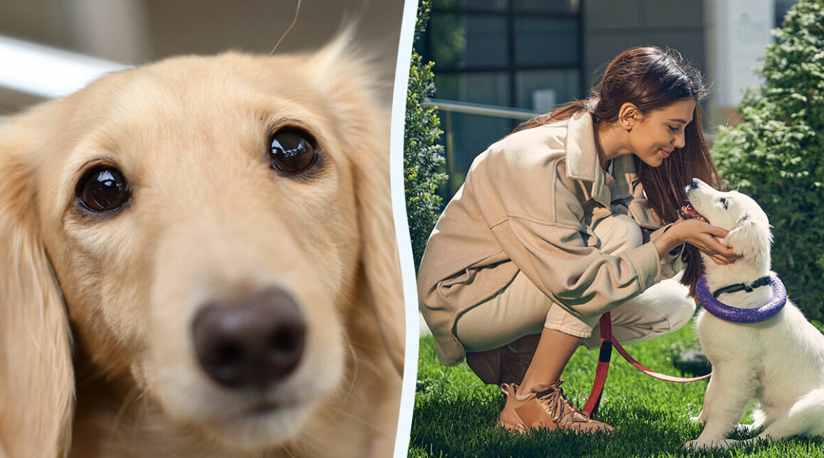 Därför stirrar din hund på dig – 8 möjliga anledningar