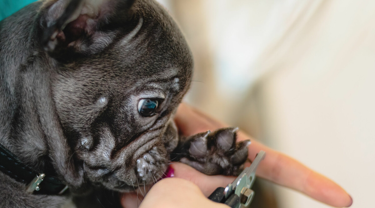 Hur ofta ska man klippa klorna på sin hund?