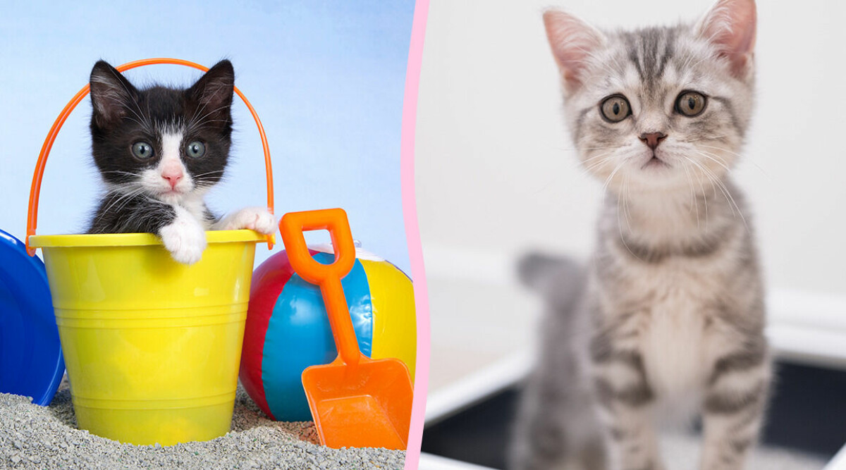 Så ofta ska du byta kattsand – och husmorstipset som tar bort lukten