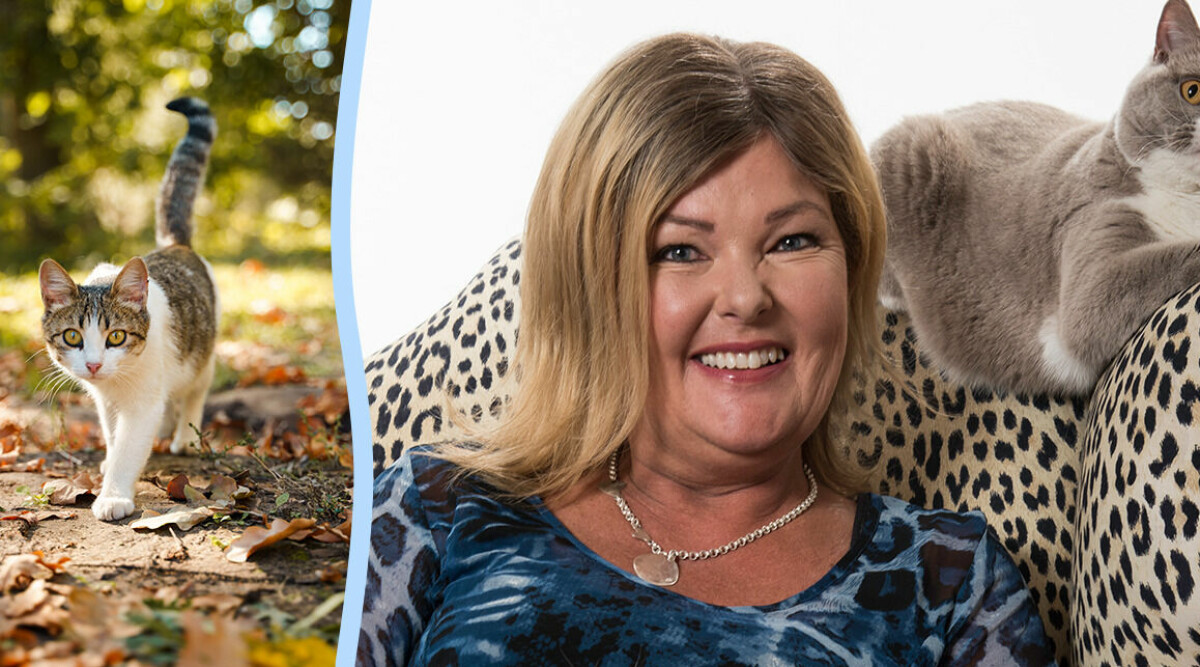 Kattpsykologen förklarar: Så aktiverar du en understimulerad innekatt