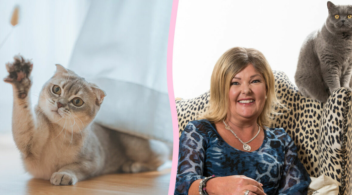 Kattpsykologen förklarar: Därför kissar din katt utanför kattlådan – och så löser du problemet