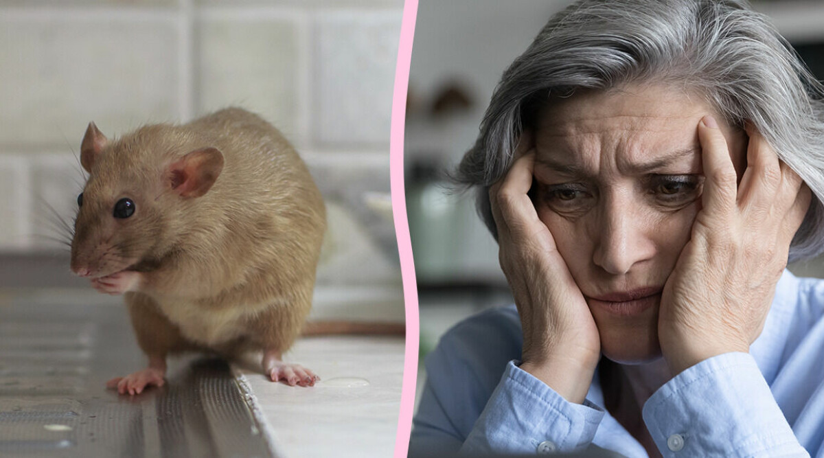 Så vet du om du har möss i huset – det här ska du absolut INTE göra