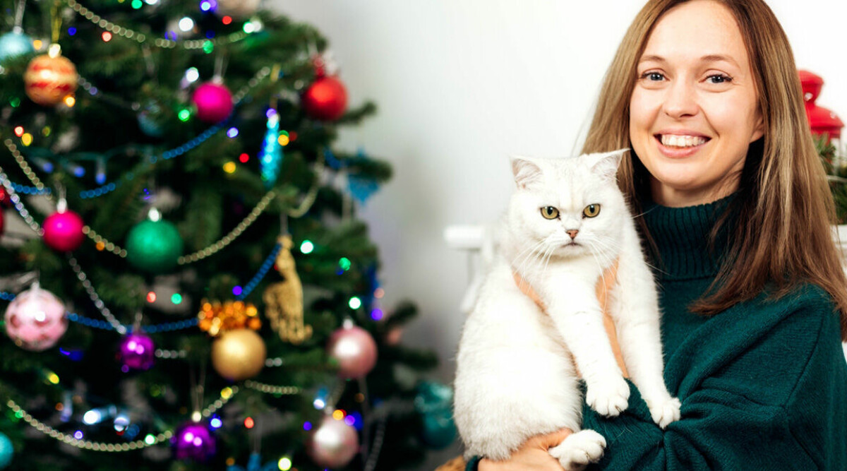 13 julblommor som är giftiga för din katt – här är farligaste växten