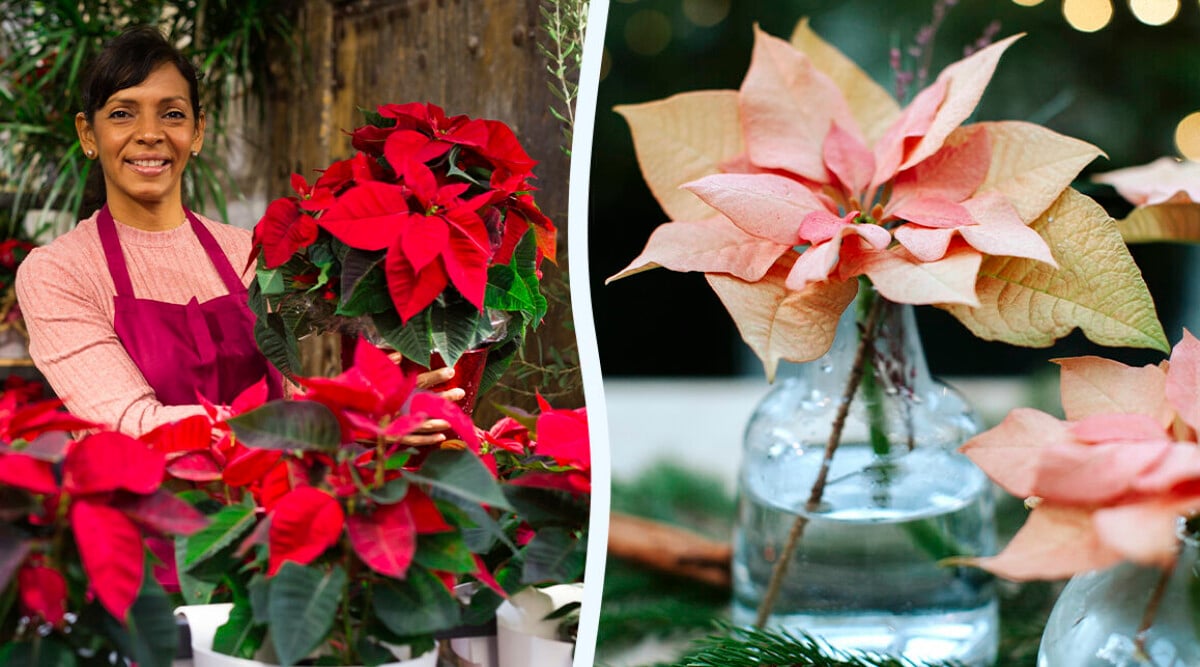 Julstjärnans dag 12 december – allt om julens bästa blomma