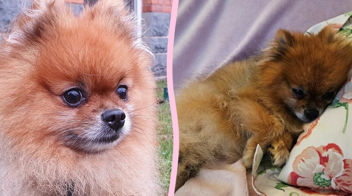 Sjuke hunden Panda lämnades bort – nu söker han ett nytt och tryggt hem