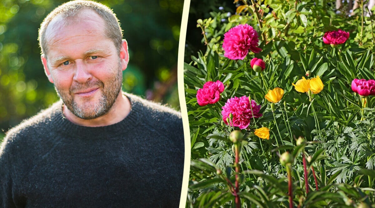 Trädgårdstider-John Taylor om vårens heta trädgårdstrend – vackra blomman populär igen