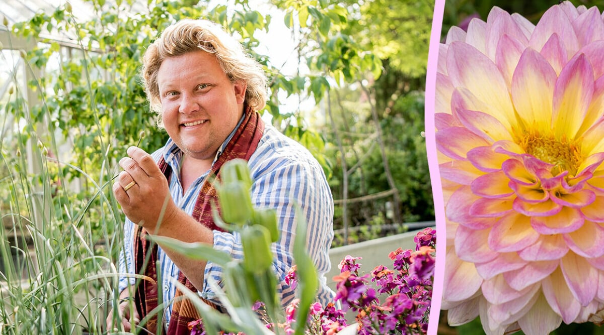 Karl Fredrik Gusafsson: Så får du dina dahlior att blomma längre