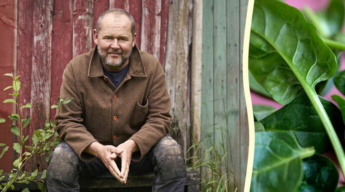 Trädgårdstider-John Taylor: Det här kan du odla redan i februari