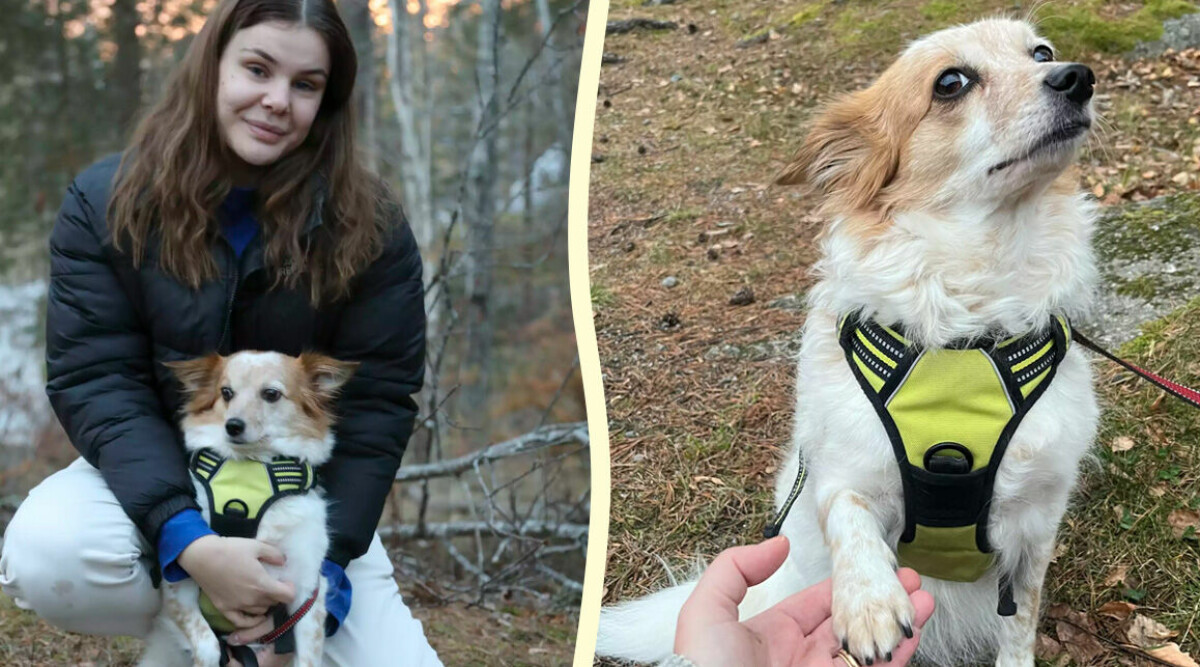 Evelina: ”En man högg av min hunds ben med yxa”