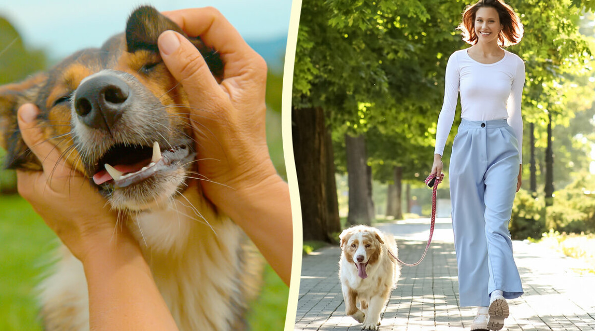 Detta ska du inte göra när du klappar en främmande hund – 4 saker att tänka på