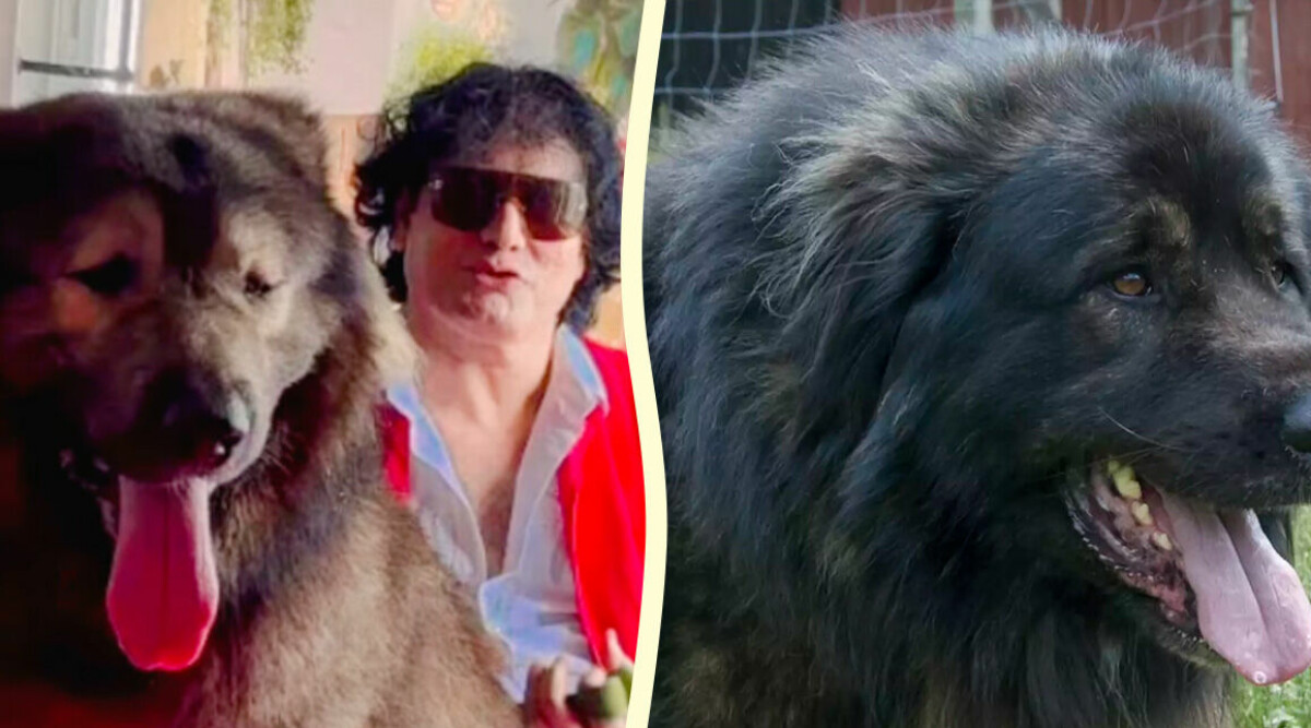 Han köpte världens dyraste hund – för 57 miljoner kronor