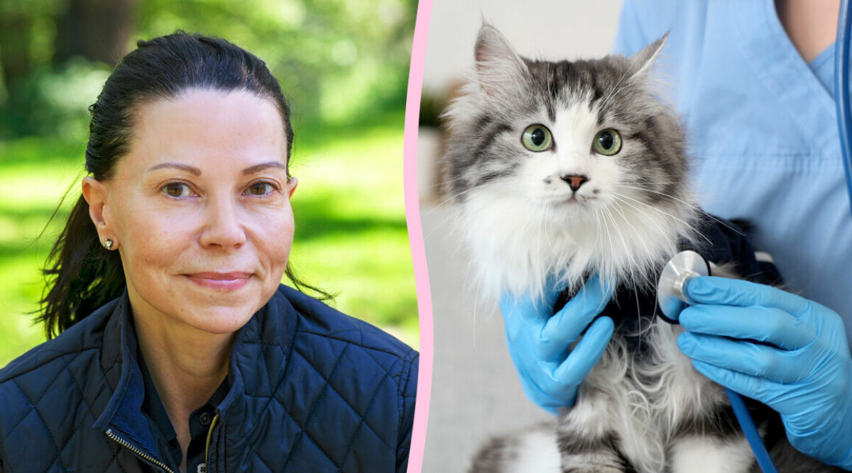 Vanliga sjukdomen din katt eller hund kan ha – så håller du koll på symtomen