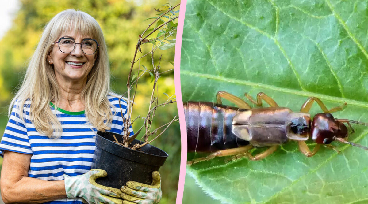 Krypet med oförtjänt dåligt rykte – därför är den bra för din trädgård