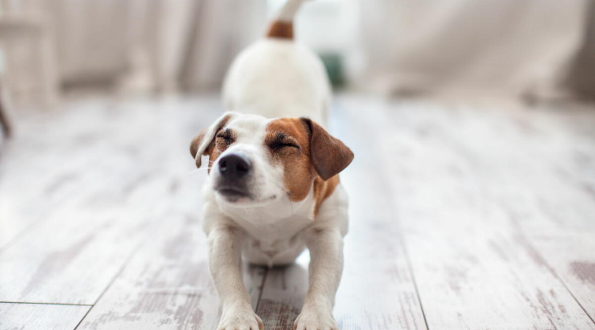 Hunden sträcker på sig – det vill den egentligen säga dig