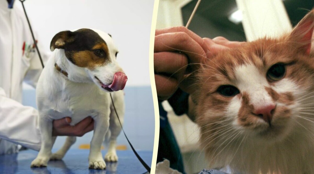 Så mycket har veterinärkostnaderna ökat – här är klinikerna som sticker ut