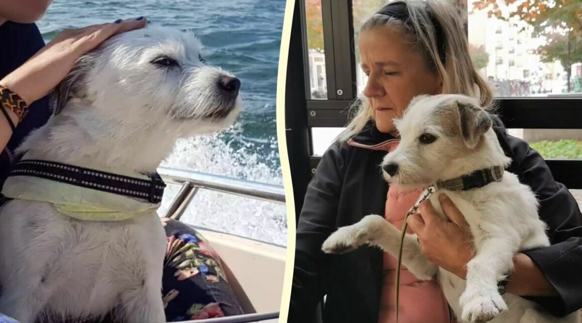 Annika: Djursjukhuset förlängde min hunds lidande – fick faktura på 44 000 kronor