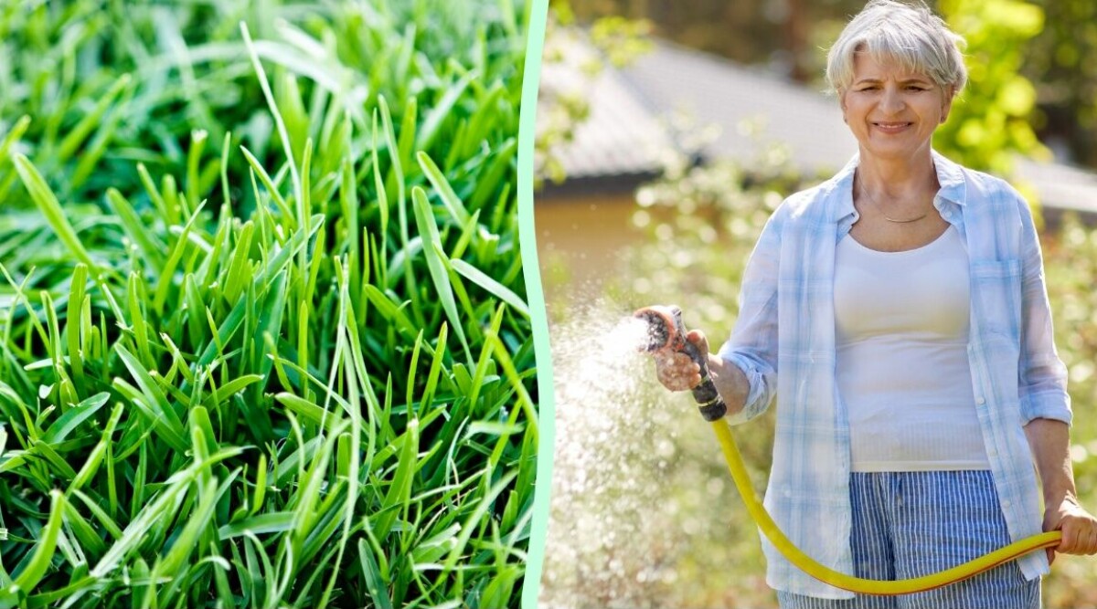 Få den finaste gräsmattan i sommar – vanliga misstaget när du vattnar