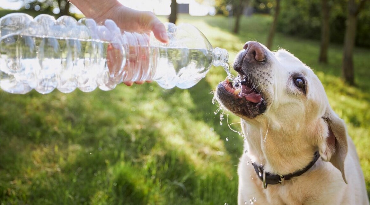 Så vet du om din hund har värmeslag – tecknen du ska vara uppmärksam på