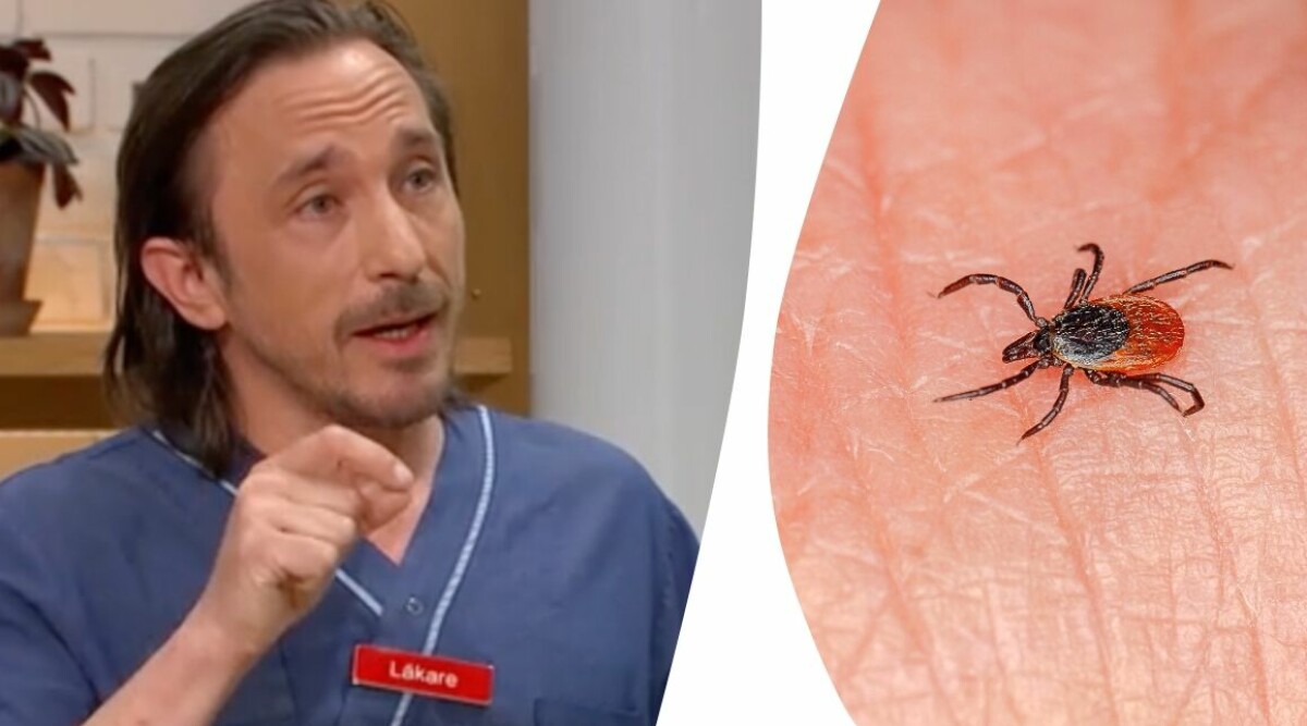 TV4-läkaren slår hål på gamla myten om fästingar: Skyddar inte mot sjukdom – tvärtom
