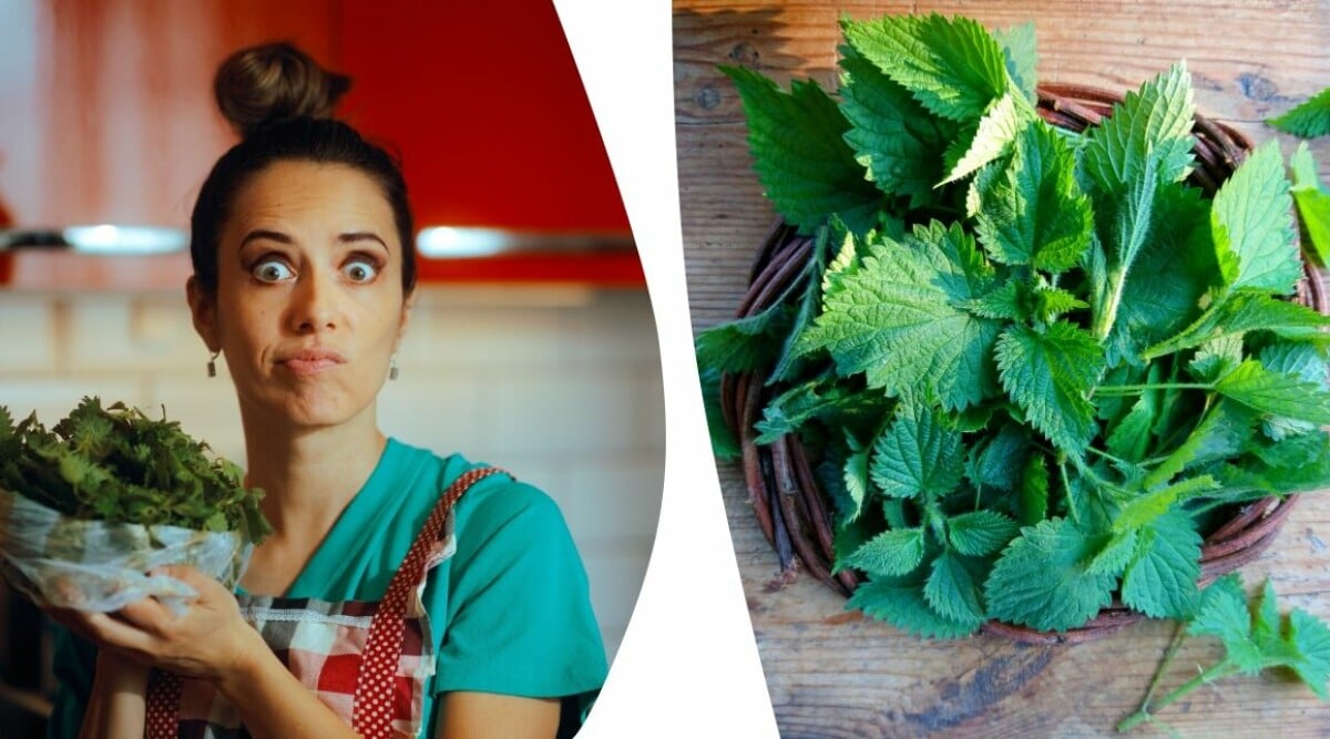 5 positiva saker med brännässlor – som alla borde veta