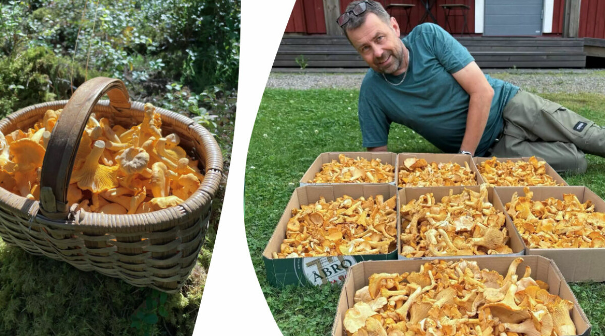 Superplockarens bästa tips: ”Regnar det så vet vi var kantarellerna står”