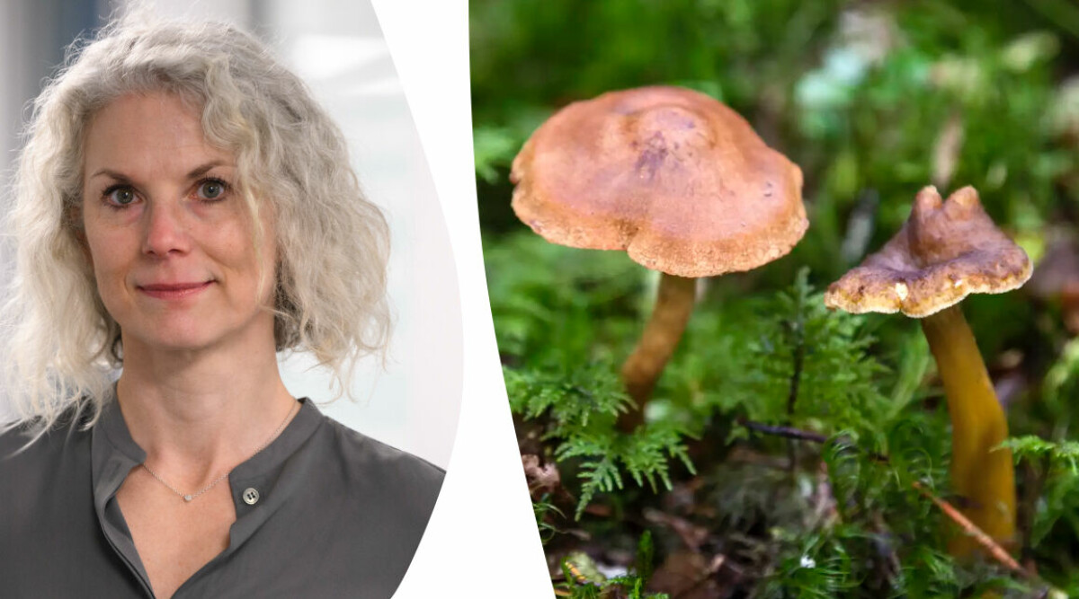 Så gör du för att undvika giftiga svampar i skogen – läkarens oväntade råd