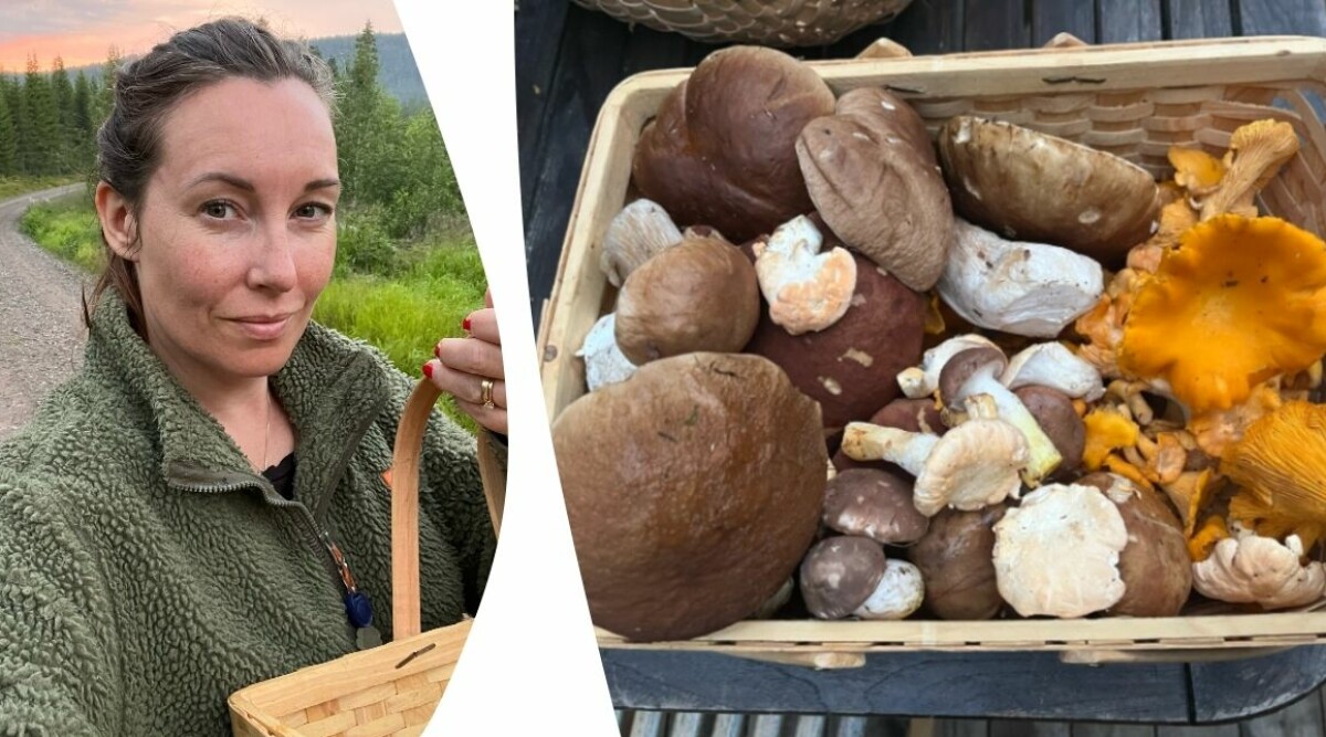 Så lyckas jag som nybörjare alltid hitta svamp – enkla tipsen