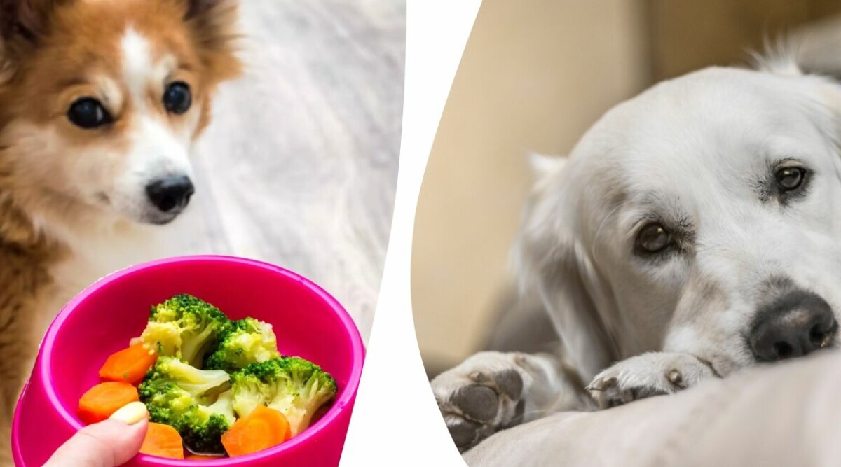 Här är grönsaken som hundägare alltid bör ha hemma – och dessa ska du undvika