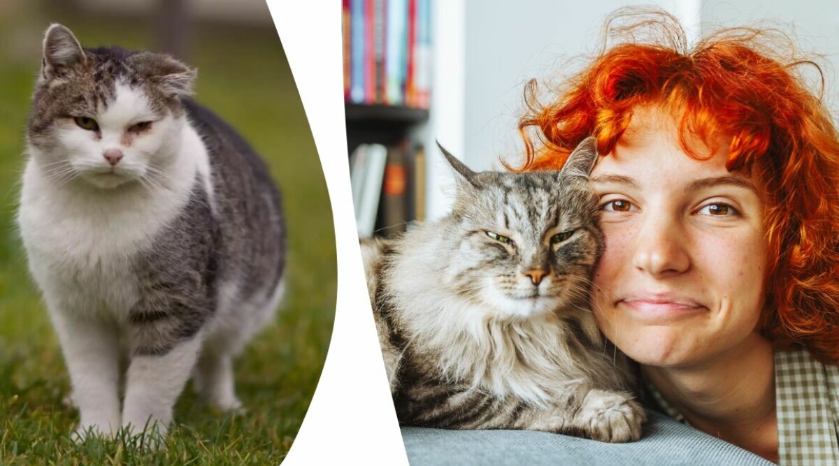 3 tecken på att din gamla katt inte mår bra – det vill den säga dig
